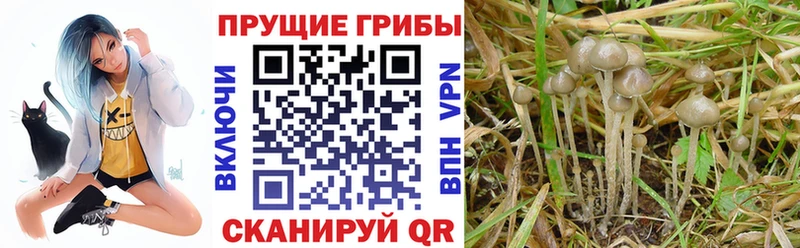 Галлюциногенные грибы MAGIC MUSHROOMS  Десногорск 